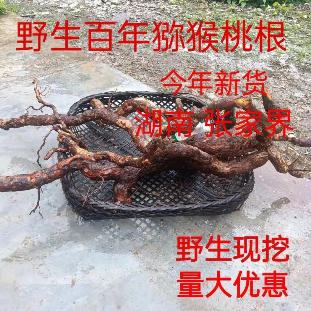 野生中药材猕猴桃根洋桃根藤梨老根藤梨根猕猴桃新鲜晒干