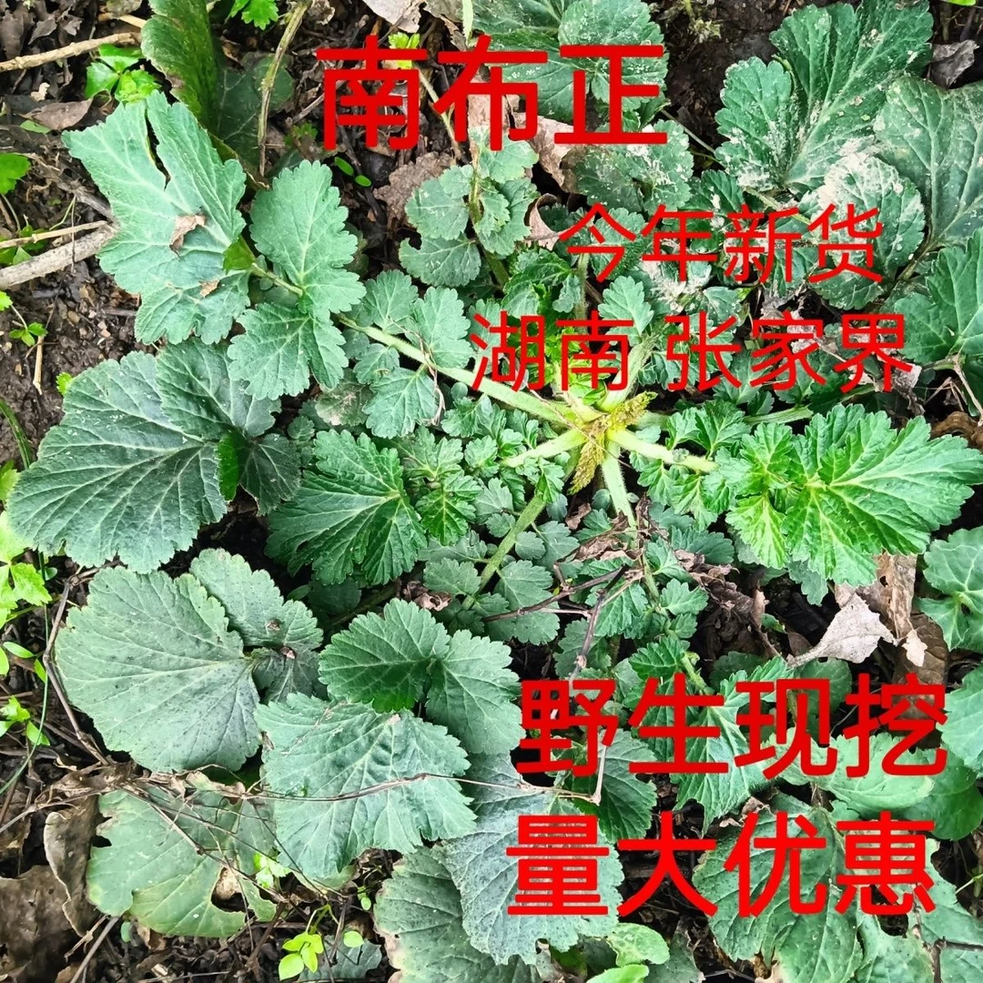 野生蓝布正水杨梅中草药路边青兰布阵细叶水团花新鲜晒干正品