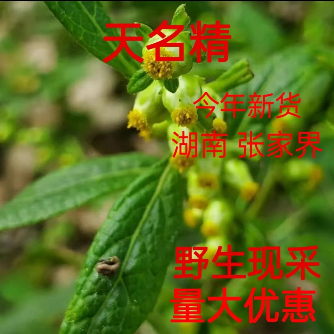 中药材野生天名精北鹤虱天明精天名精野烟管头草晒干新鲜专用正品