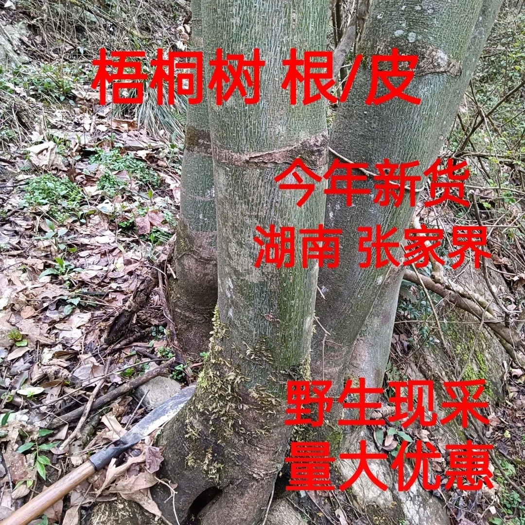 野生梧桐树根皮纯天然青桐树树皮桐麻树根皮中药材瓢儿树新鲜晒干