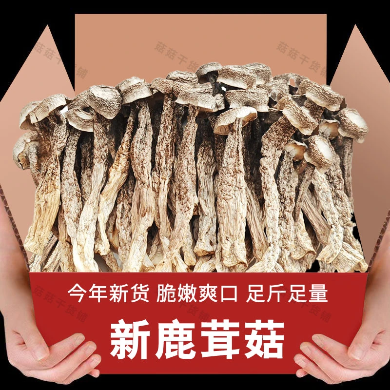 [新货无干燥剂发货]鹿茸菇菌菇干货炒腊肉农家特产脆脆菇菌菇炖汤