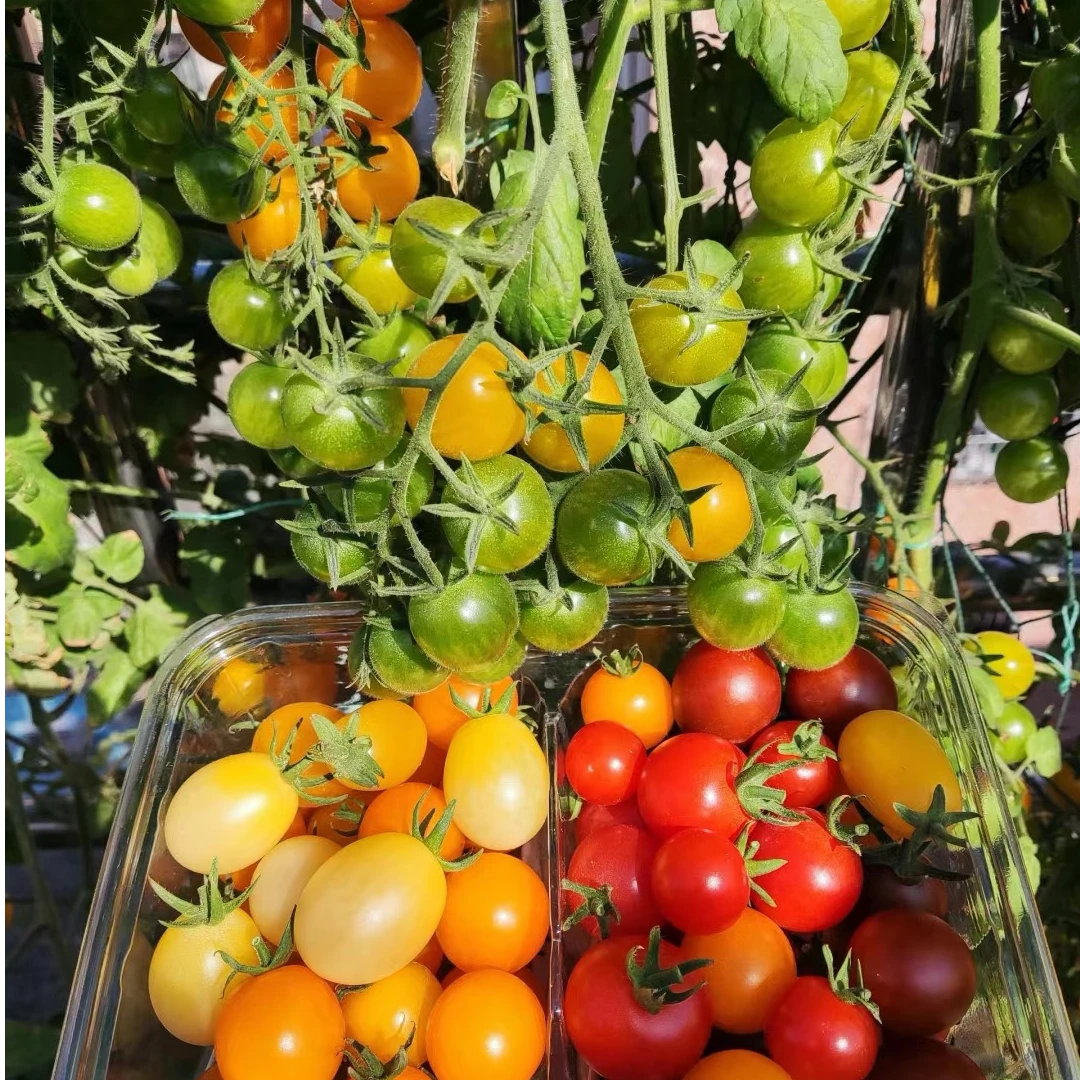 正宗瀑布七彩小番茄苗阳台彩色小番茄苗脆甜无酸多汁七彩小番茄苗