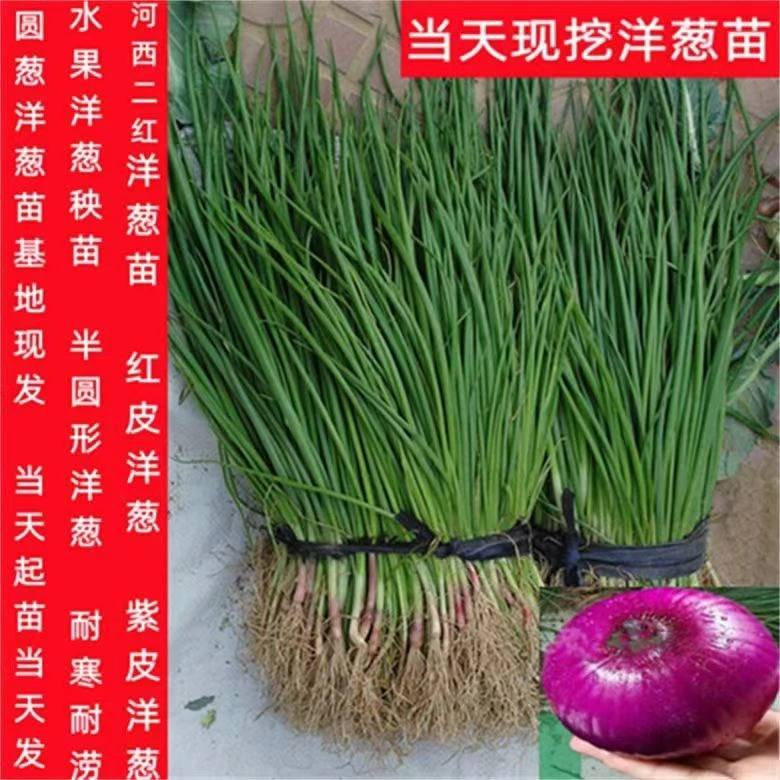 基地直发现挖现发水果洋葱苗基地直发