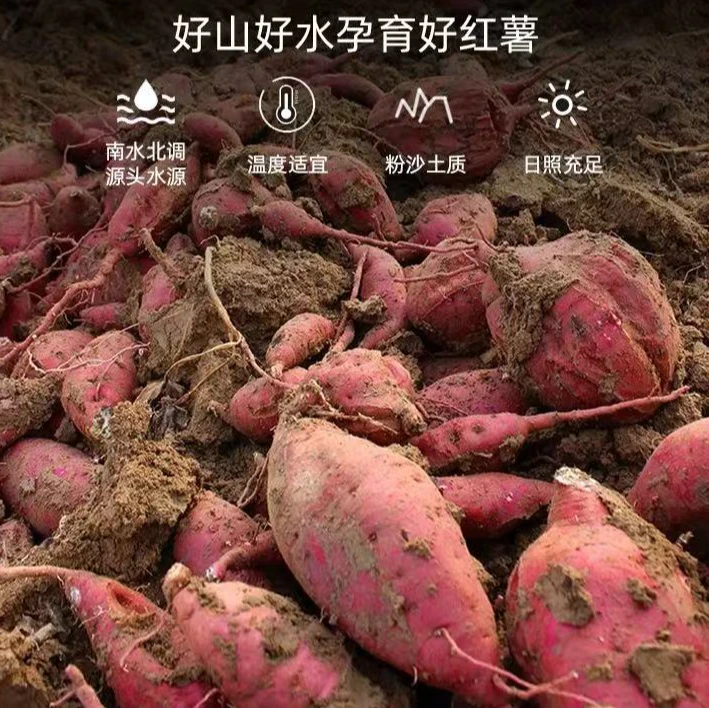 红薯蜜薯番薯糖心农家自种沙地现挖现发3/5/9斤