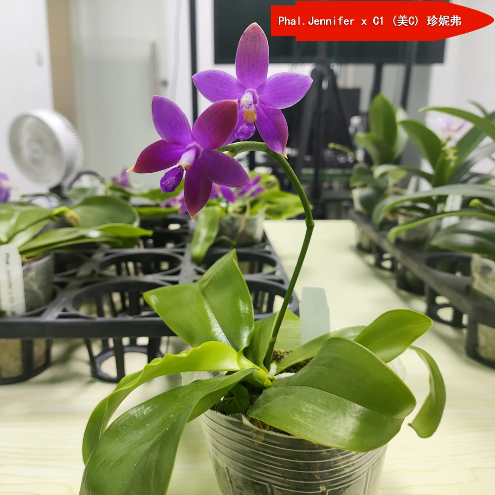 原生种蝴蝶兰（美C）珍妮弗 Phal.Jennifer x C1（美C)带花剑 长花期