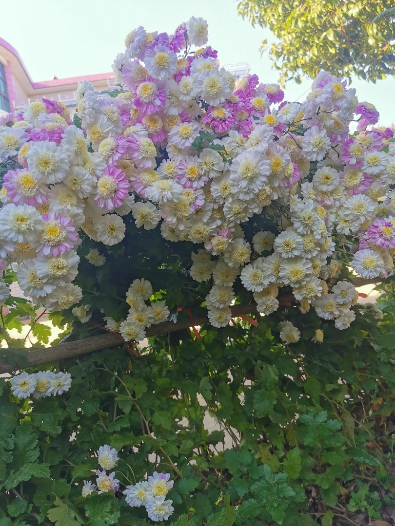 （一物一拍）菊花  杭白菊  花园植物