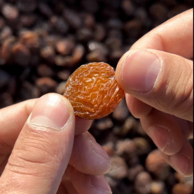 阳光玫瑰葡萄干（吐鲁番晾干）