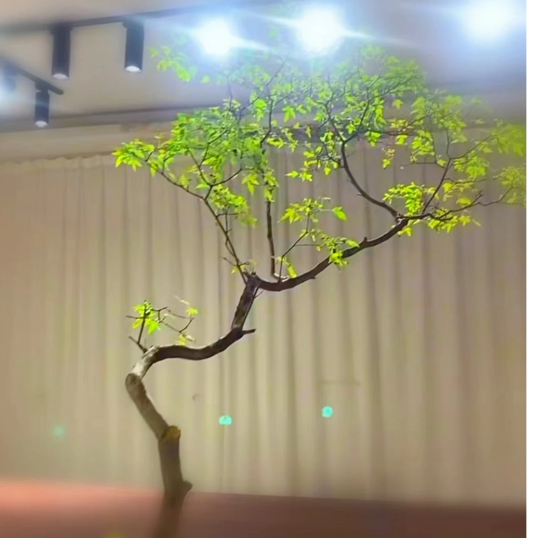 黄荆属于亚热带植物，能耐零下5度的低温，极具观赏性