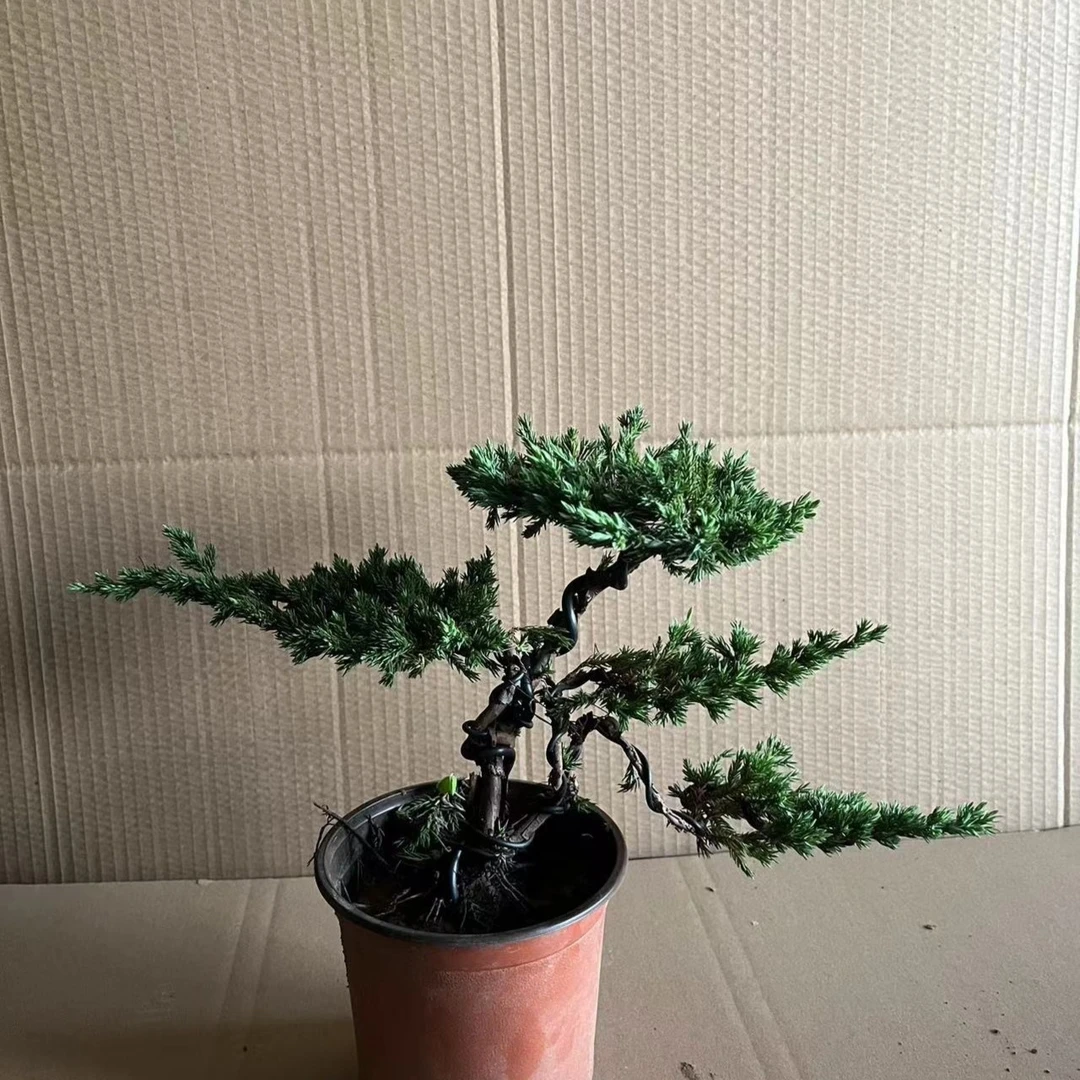 3号【直播间一物一拍】迎客松盆景松柏盆景地柏盆景花卉四季常青室