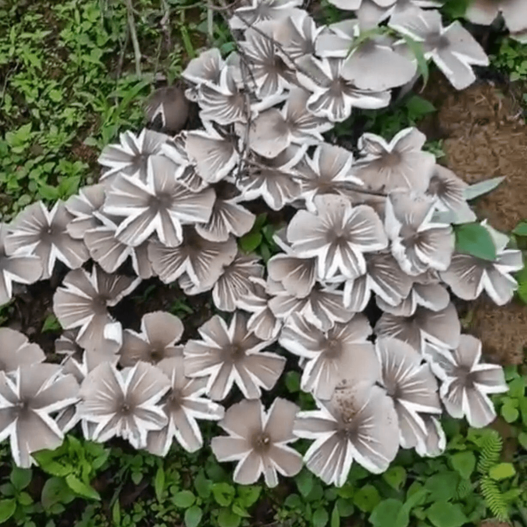鸡枞菌原种鸡枞菌种植高产种子野生三塔菌荔枝菌人工种植菌种种子