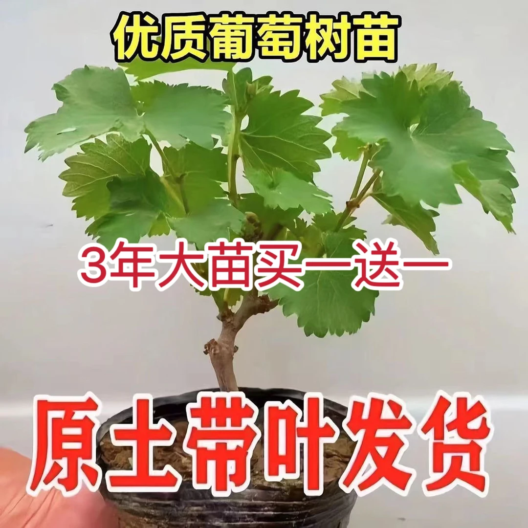 带营养杯带叶子发货葡萄苗