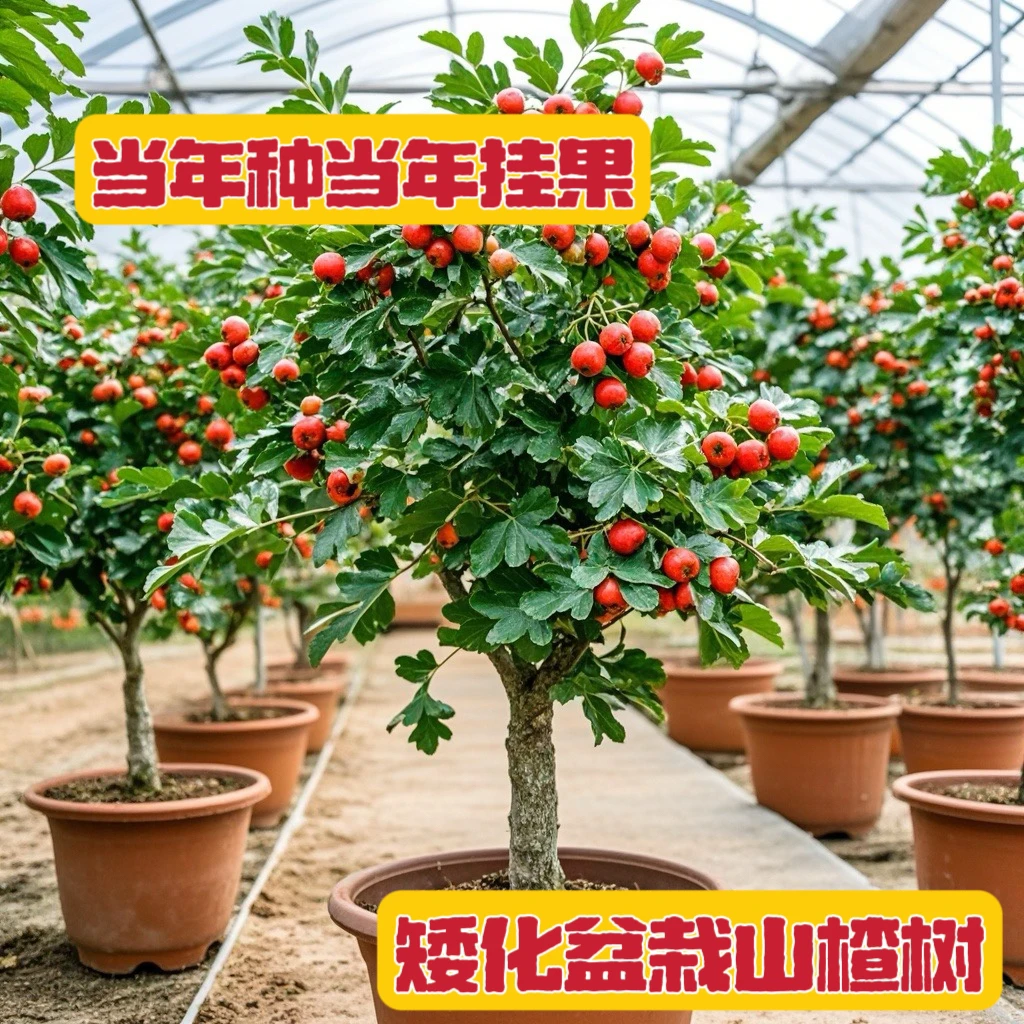 矮化山楂树山楂苗超金星山楂树苗盆栽地种南北方种植当年结果树苗