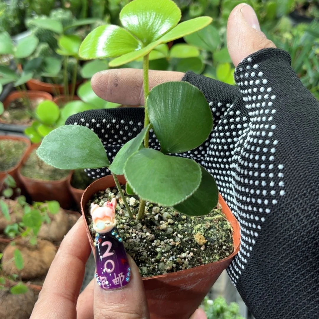 墨西哥铁铁单头发货有根