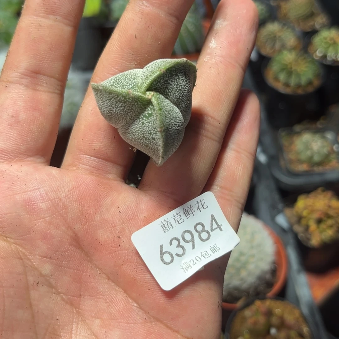 柳****363984一物一拍专
