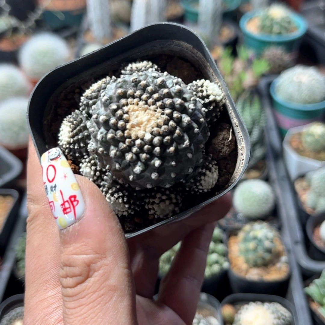 凉*^4061一物一拍单头发货