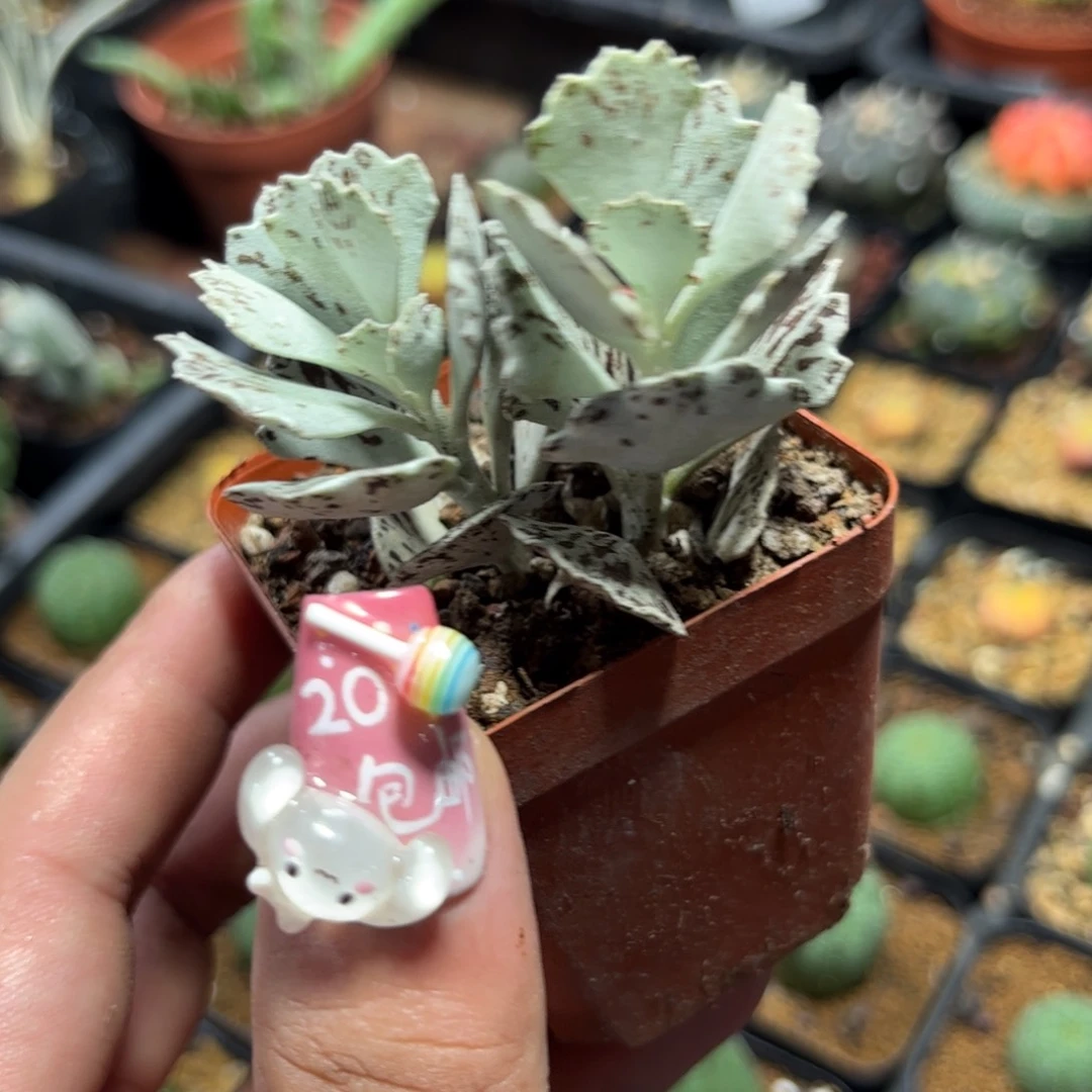 白雀扇双头雀扇的
