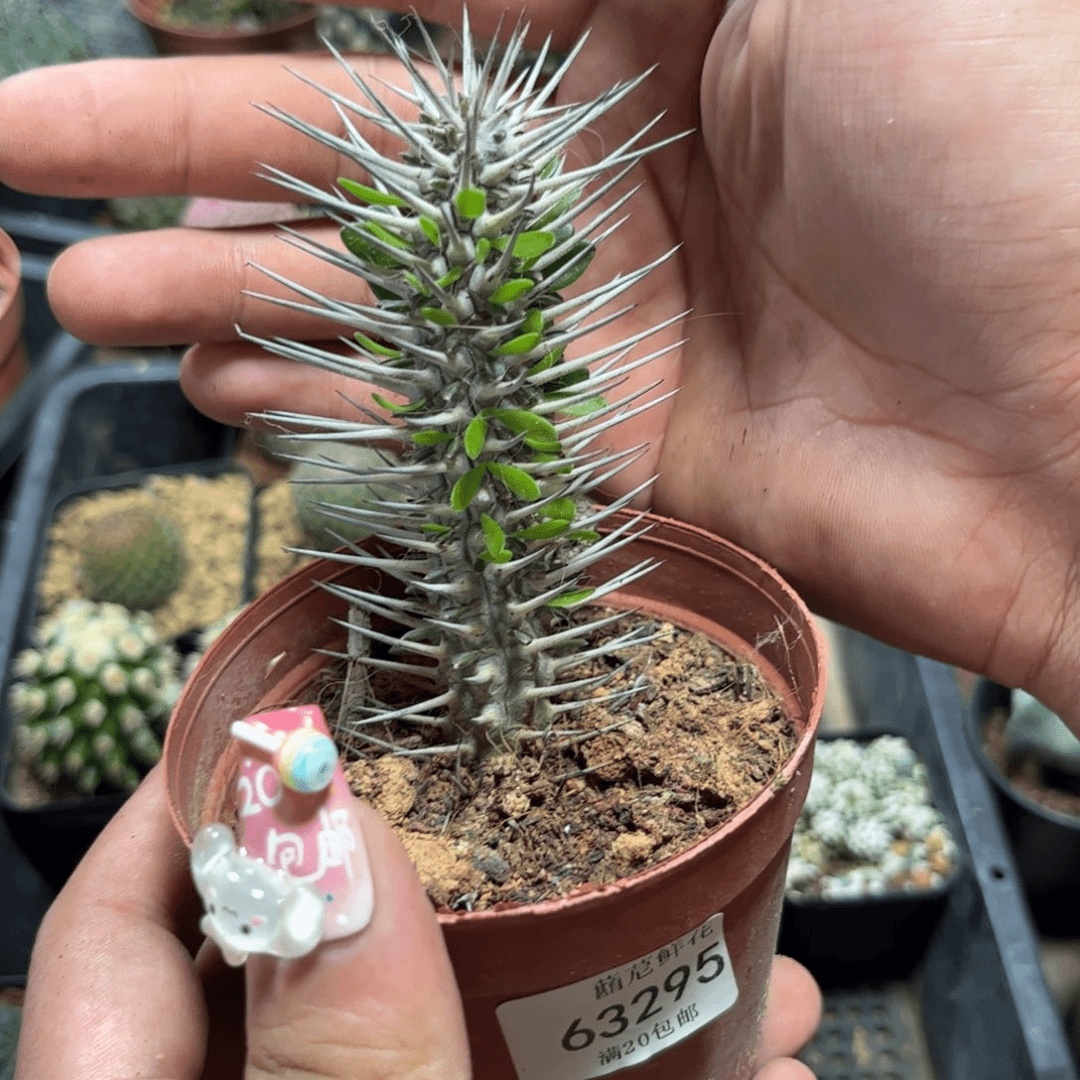 63295一物一拍地狱麒麟