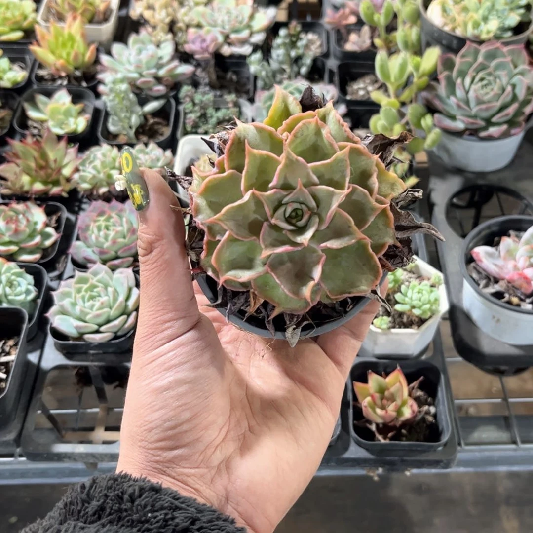 往****就3716一物一拍单头发货