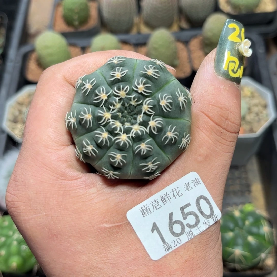 1650一物一拍单头发货