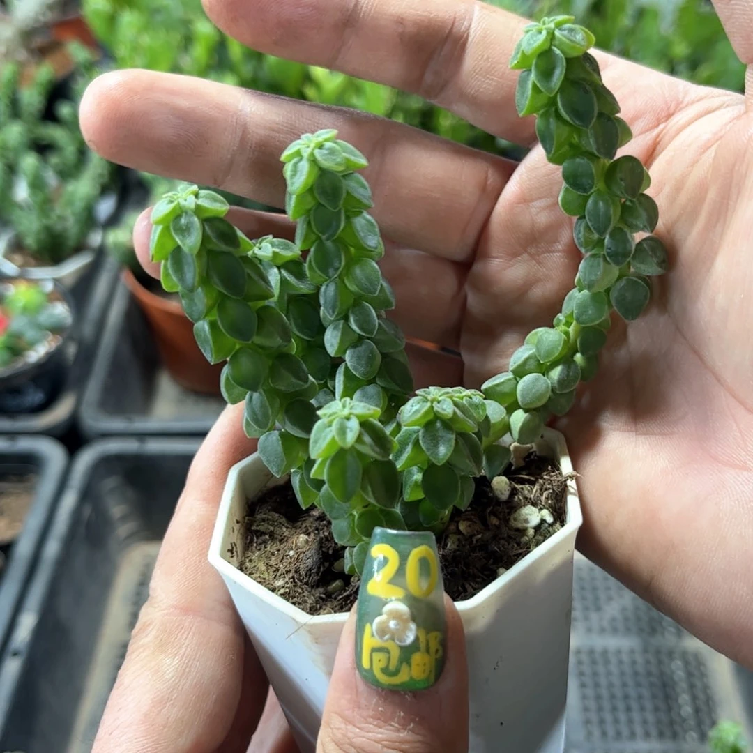 象足椒草单头发货有根