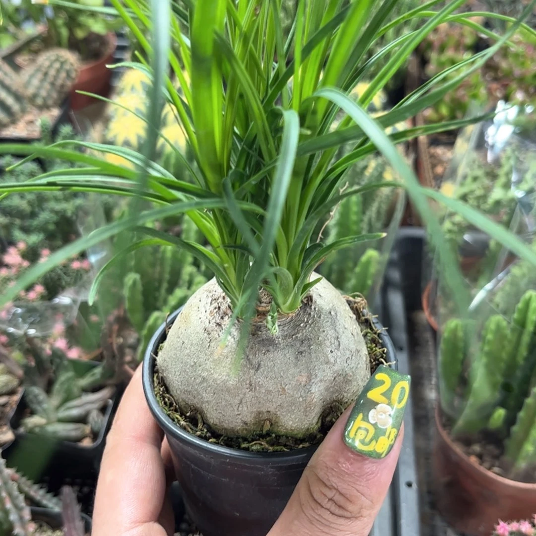 单头酒瓶兰有根发货有根