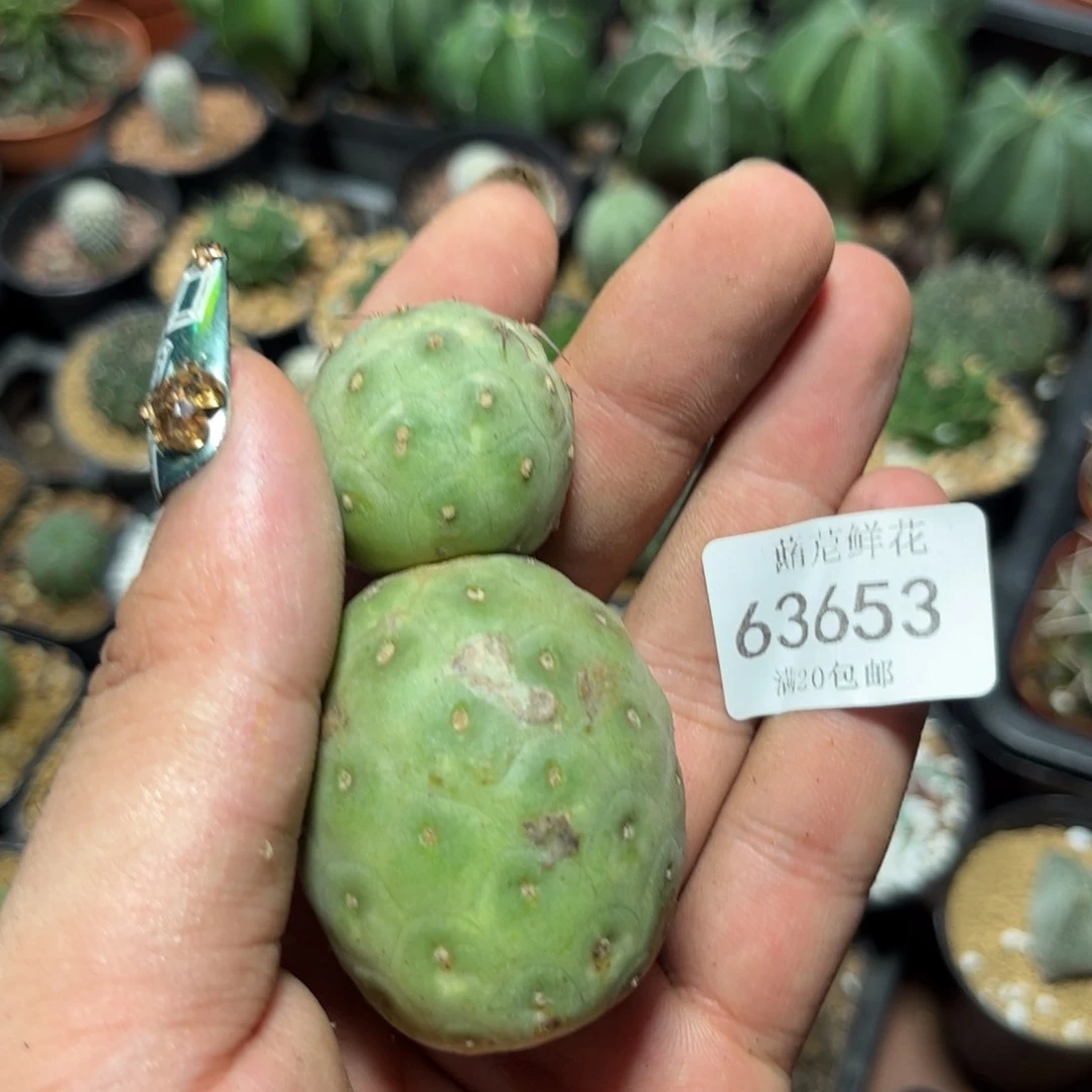 滴*豆63653一物一拍专
