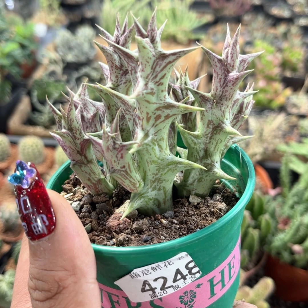 皓**爸4248一物一拍单头发货