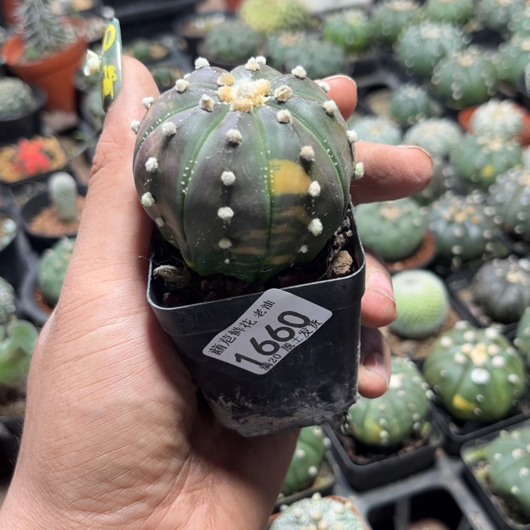 T****X1660一物一拍单头发货