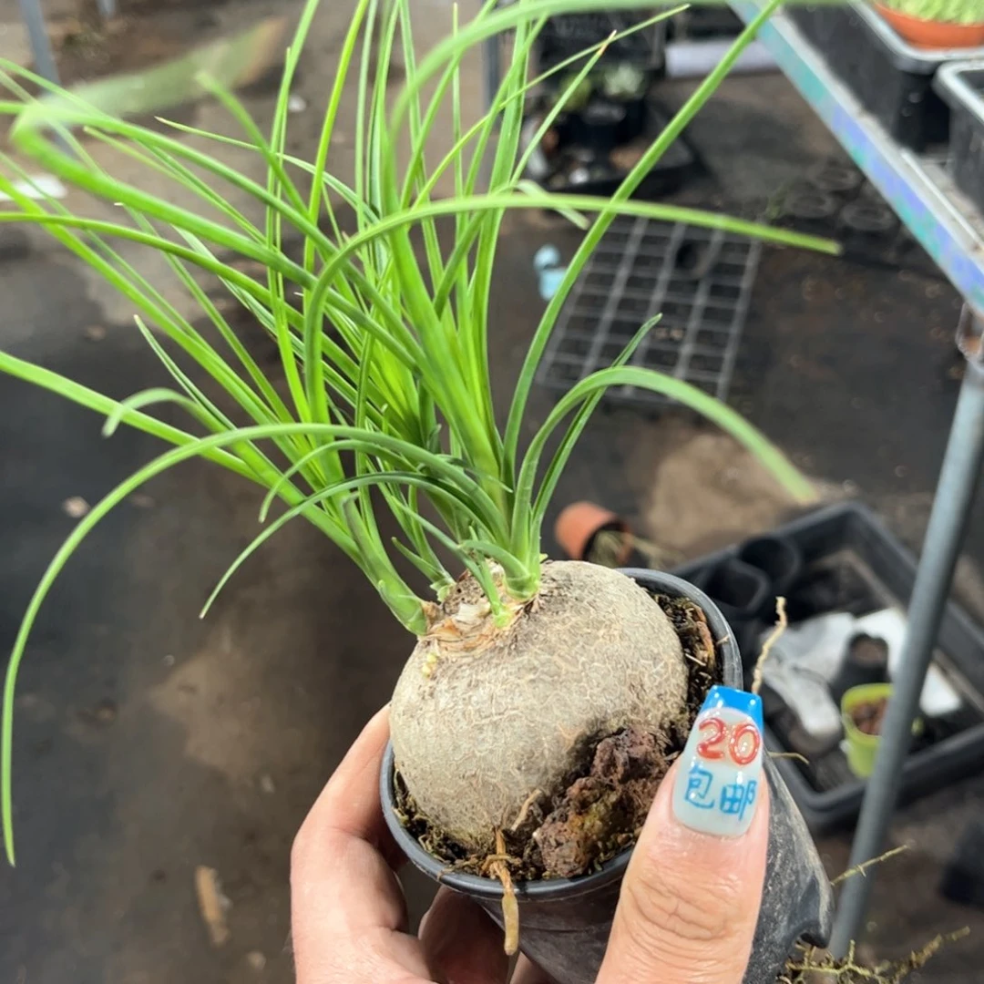 单头酒瓶兰有根发货有根