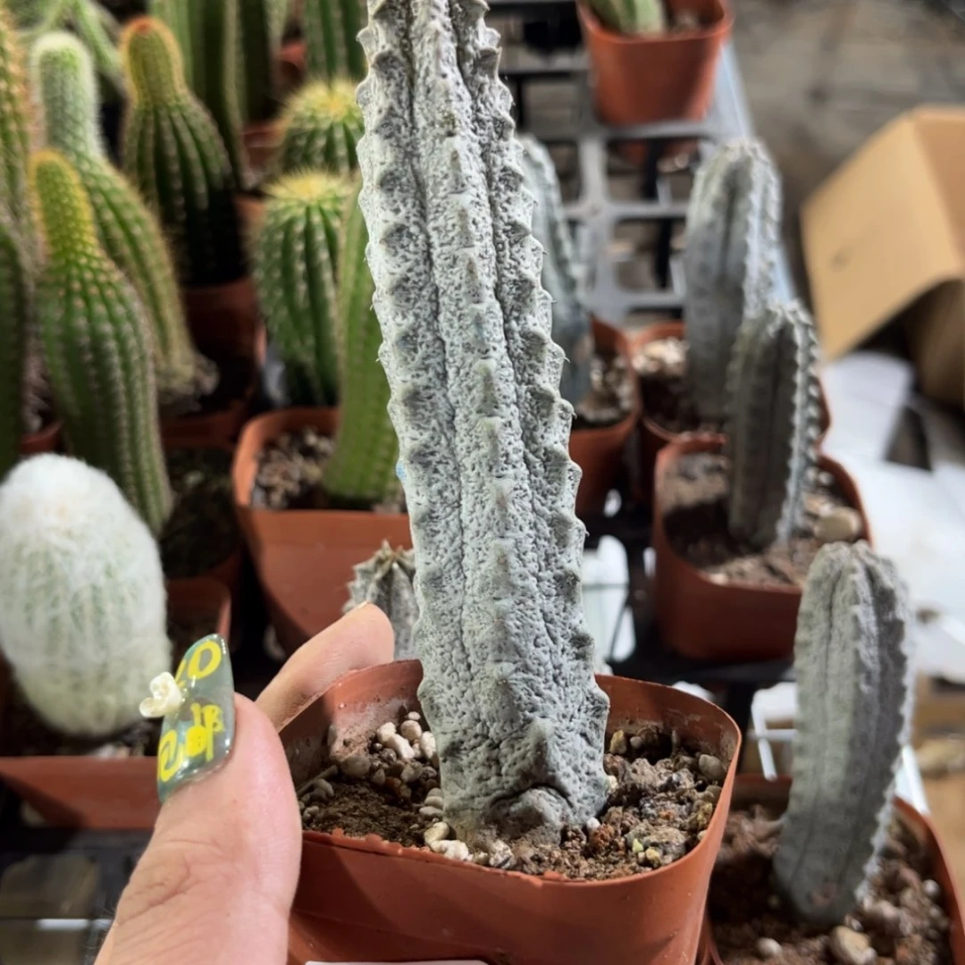 某****猫1883一物一拍单头发货