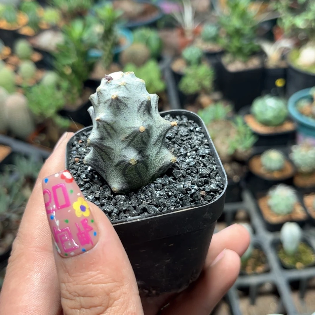 单头普西利菊单头发货