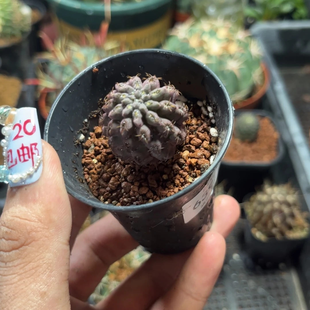 柳****363996一物一拍专