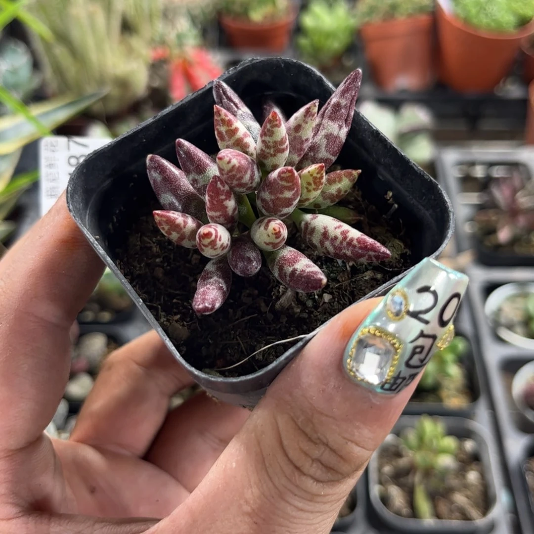 梅花鹿水泡有根发货有根