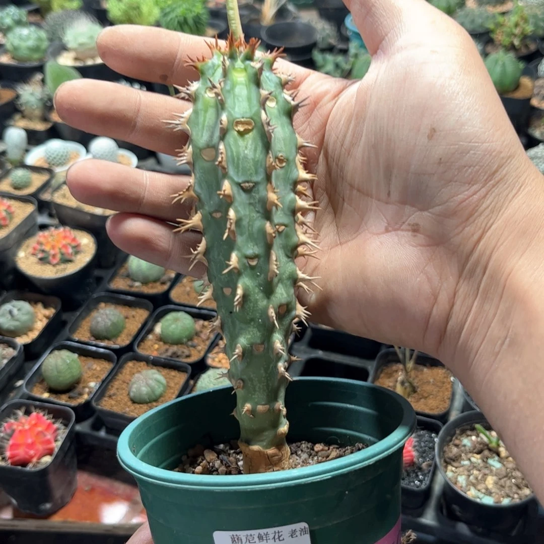 用****73273一物一拍单头发货