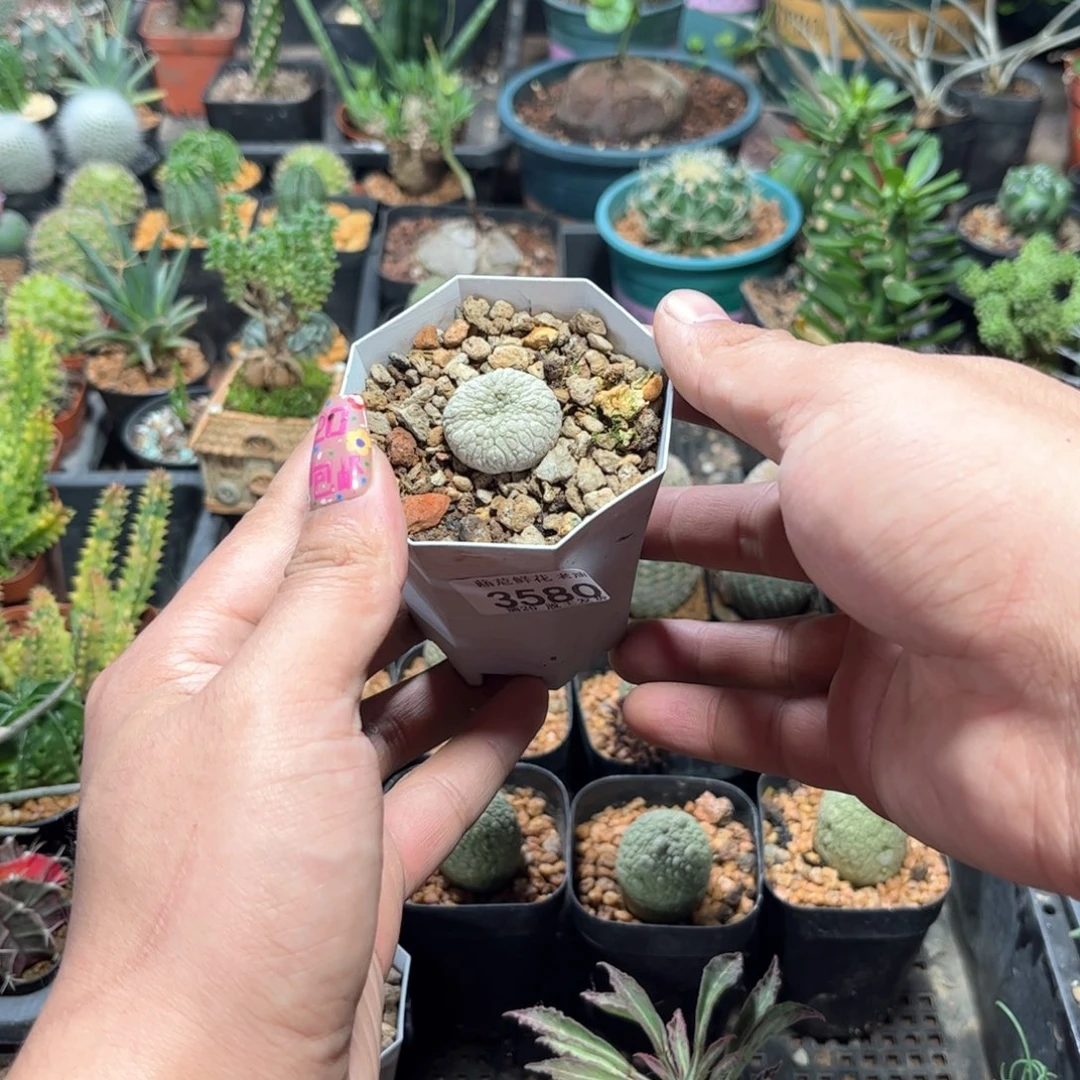 3580一物一拍单头发货