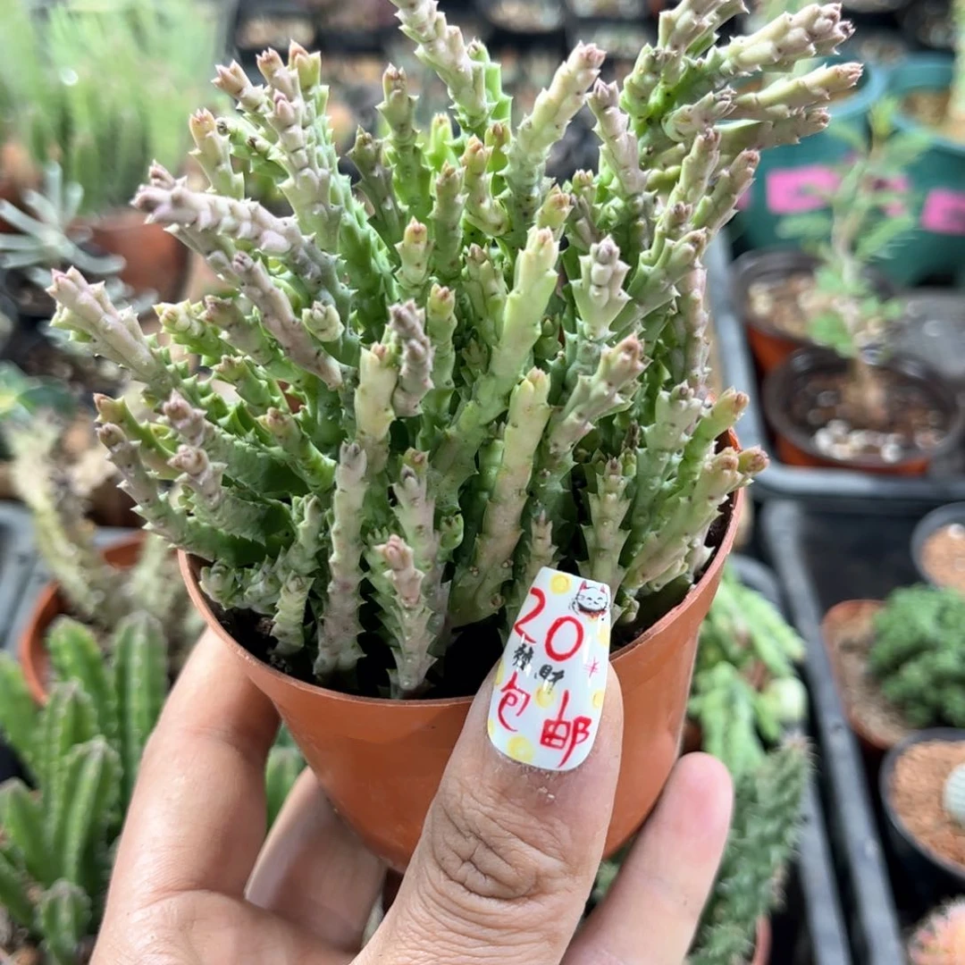 小牛角有根发货有根