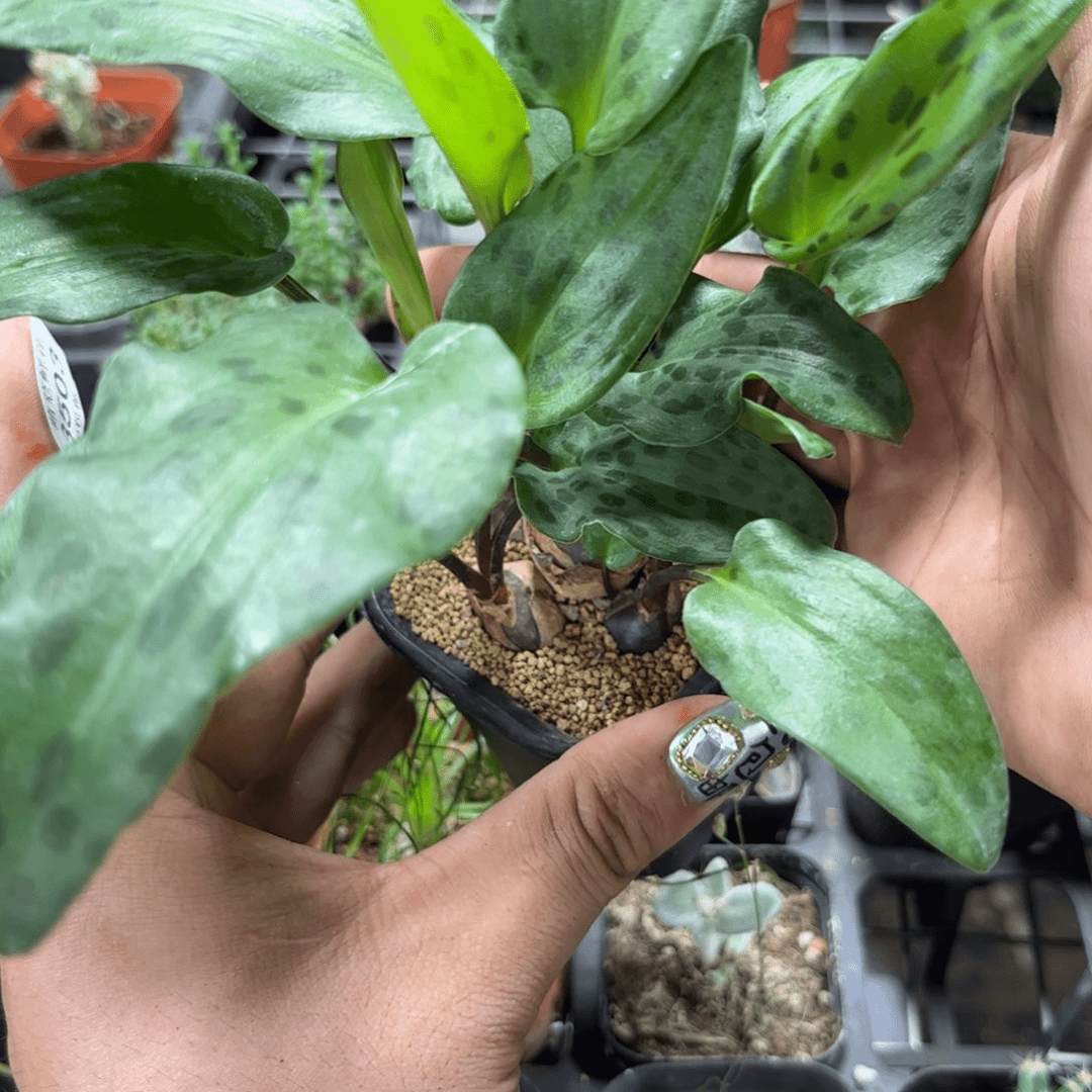 阔叶油点百合群生有根