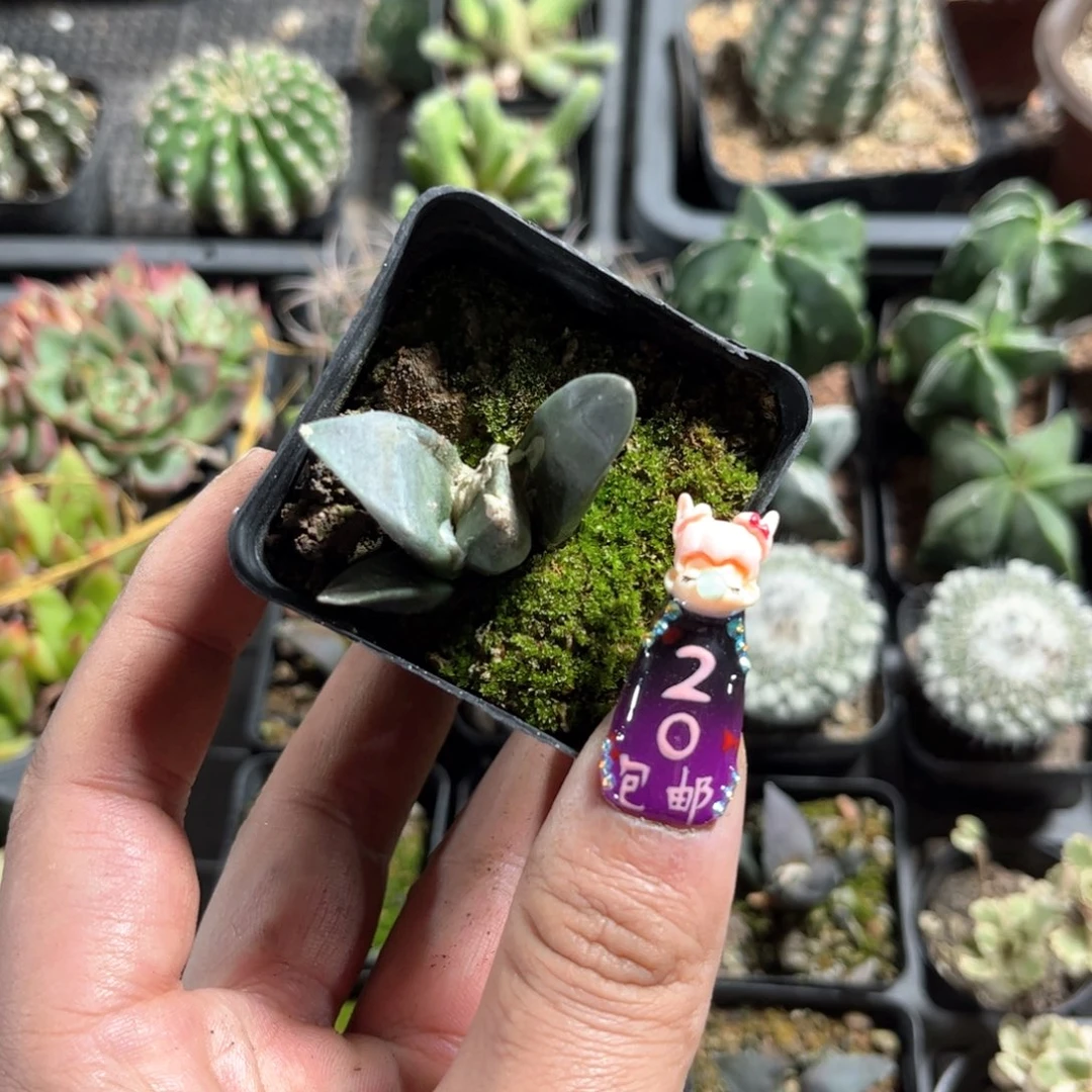 岩牡丹单头发货有根