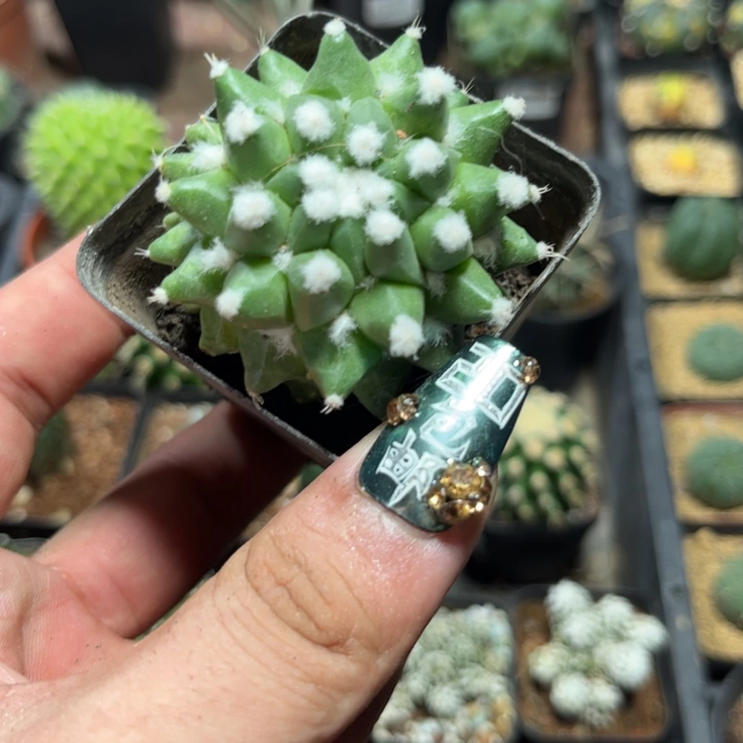 ?****?63689一物一拍专