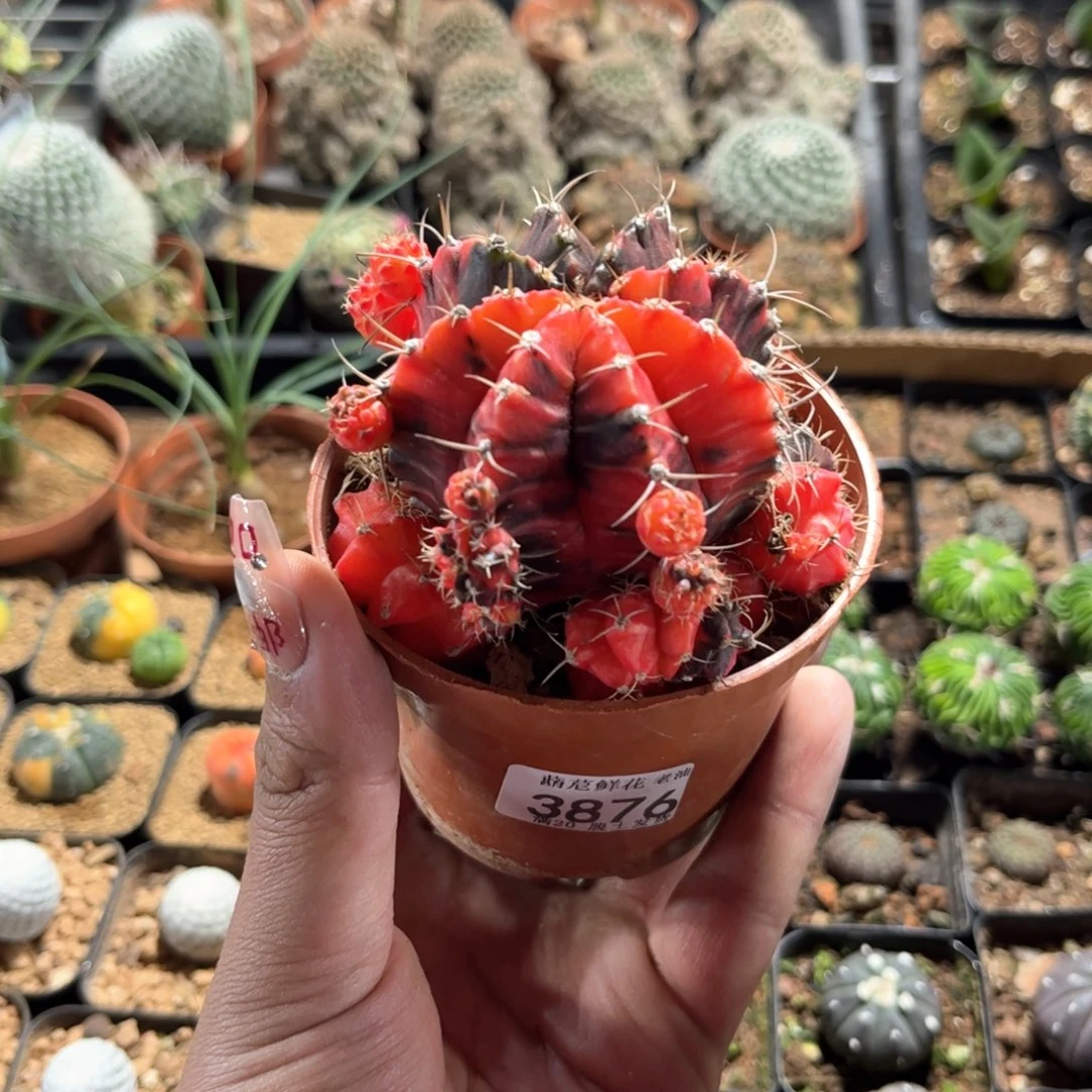 ?****?3876一物一拍单头发货