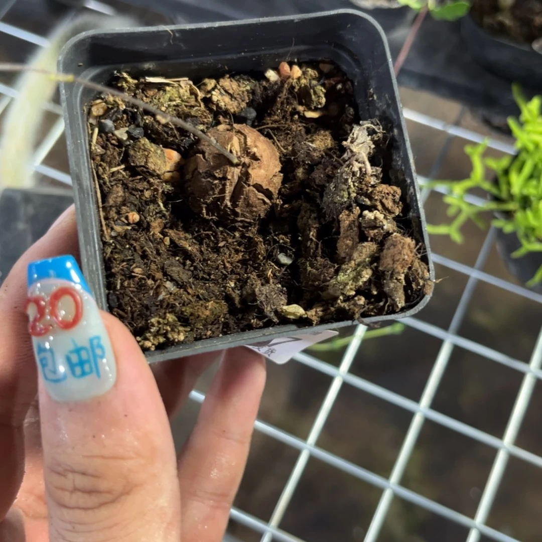 8547一物一拍南非龟