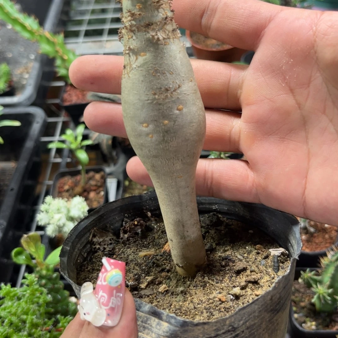 佛肚海棠单头发货有根