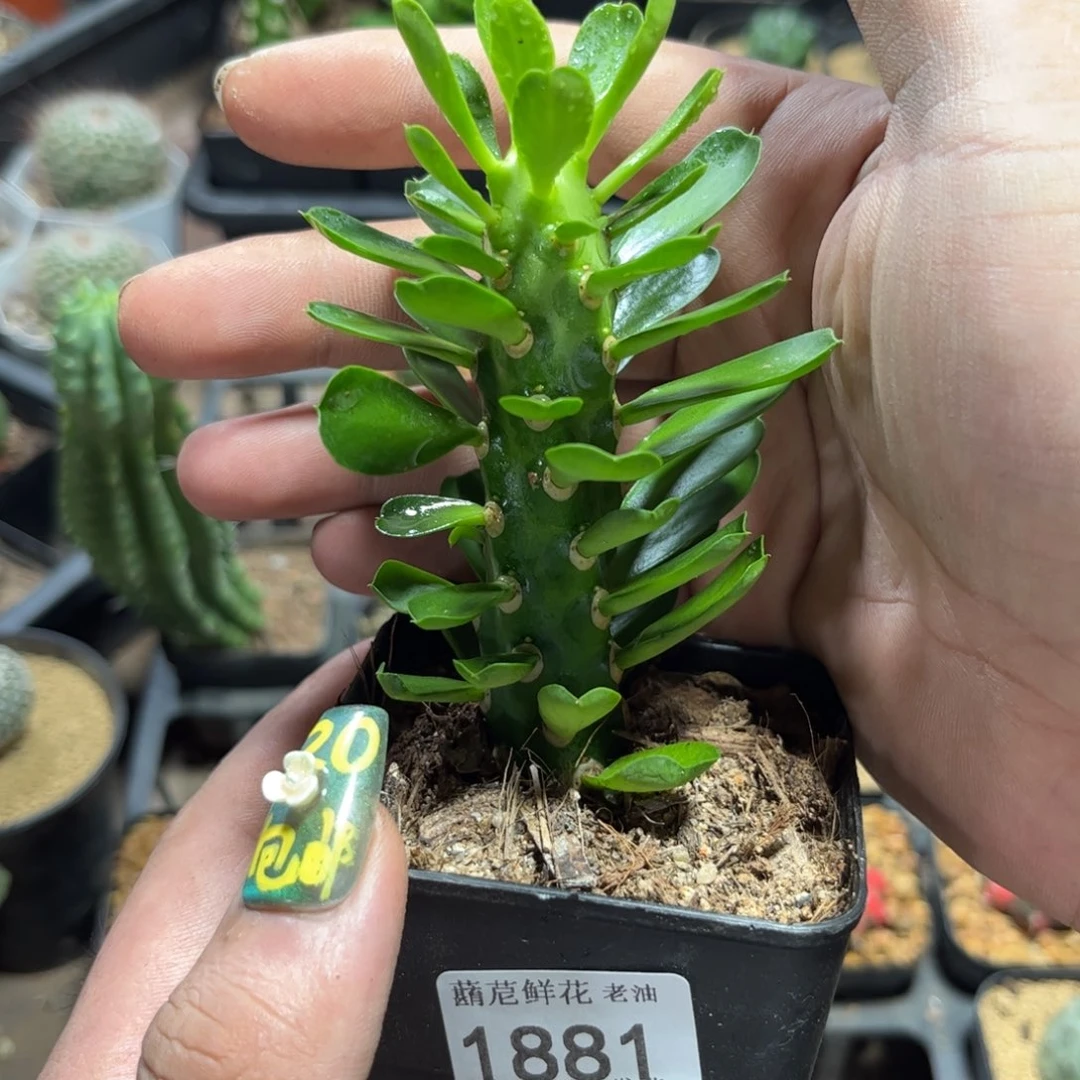 1881一物一拍单头发货有根