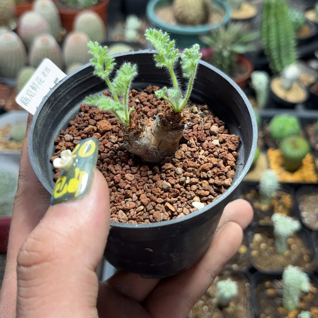 羽叶杨奎双头发货有根发货