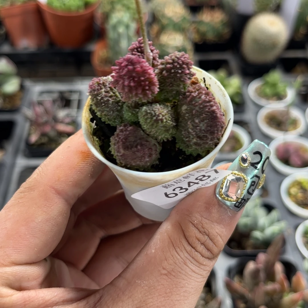 大*友63487一物一拍专