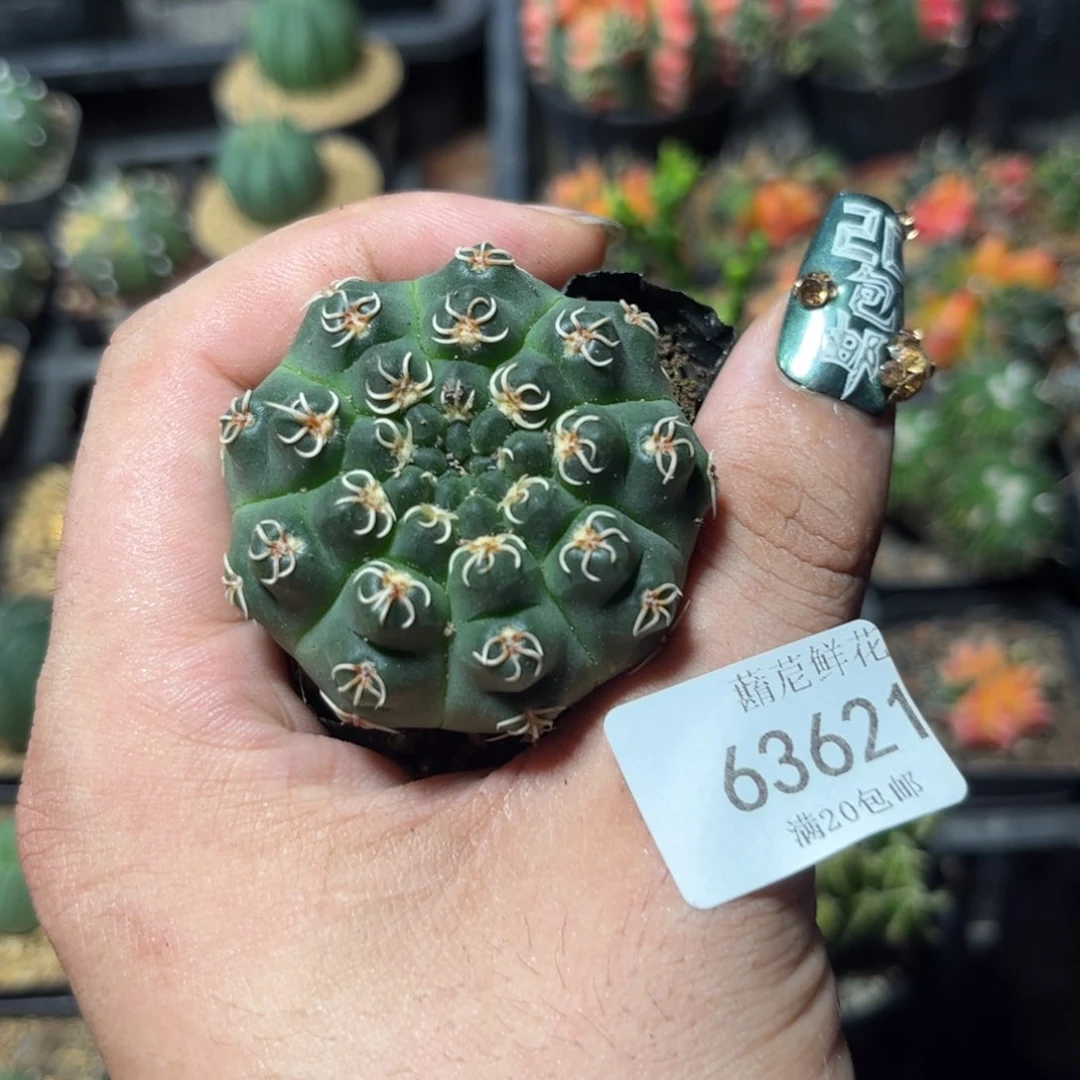 〖***?63621一物一拍专