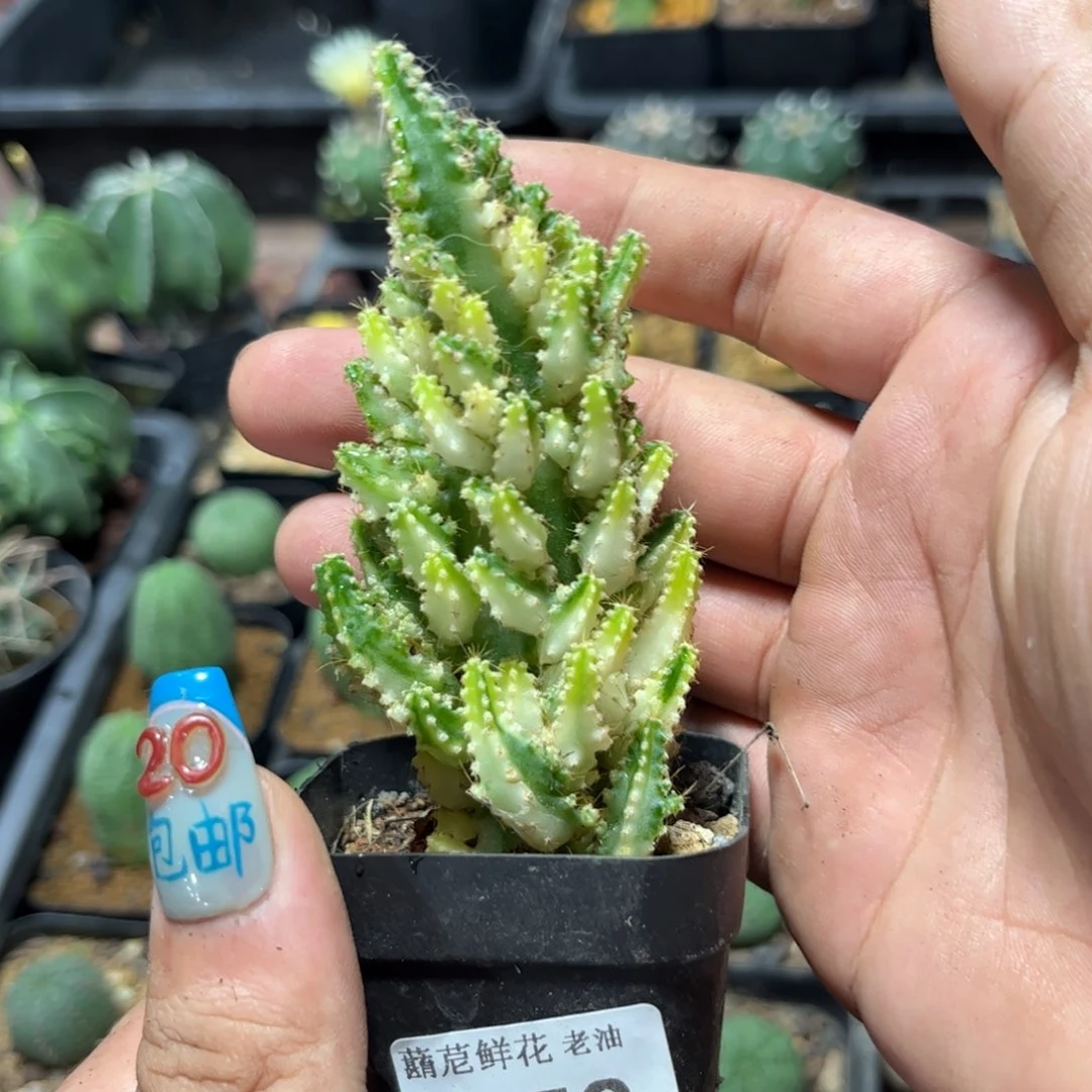 8552一物一拍万重山锦