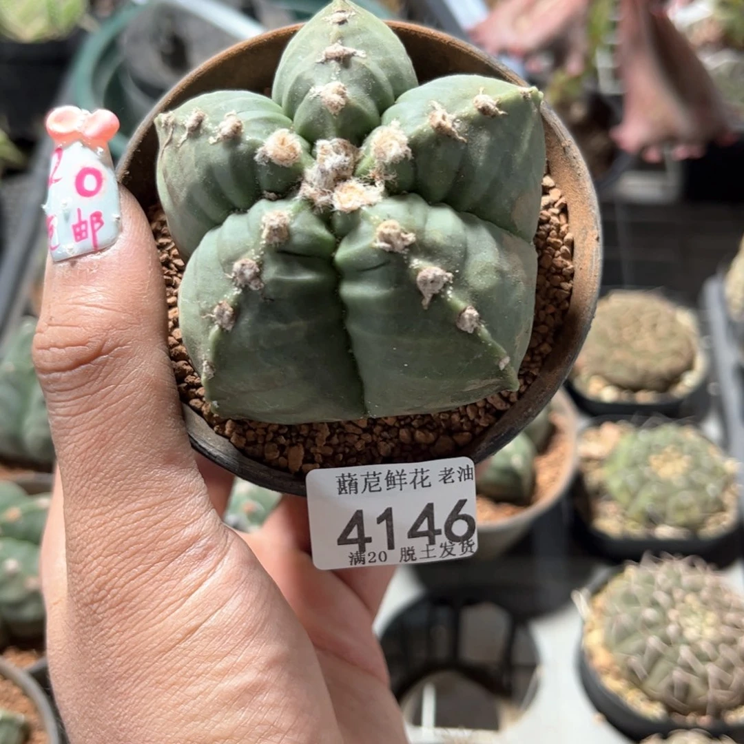 滴*豆4146一物一拍单头发货