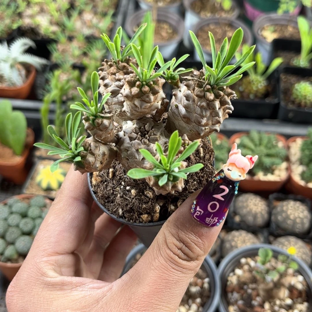 中菠萝峨眉山群生有根发货