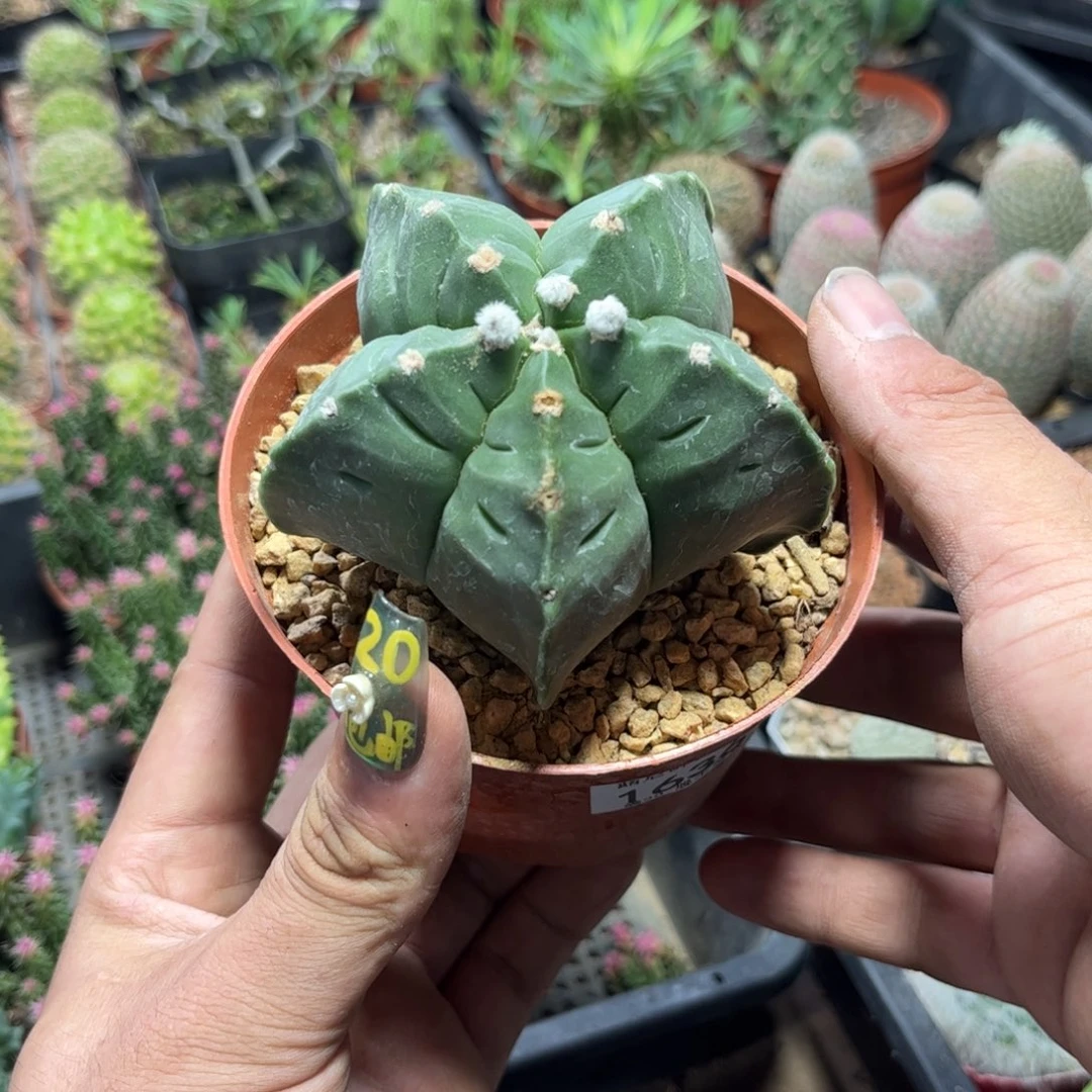 荷***甸1636一物一拍单头发货